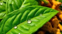 turmeric leaves reduce inflammation