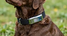 top dog training collars