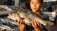 TIL catfish is the only type of seafood regulated by the USDA rather than the FDA, meaning it’s inspected more like meat and poultry than fish.