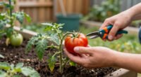 Are Spoon Tomatoes Hard To Grow Yourself?
